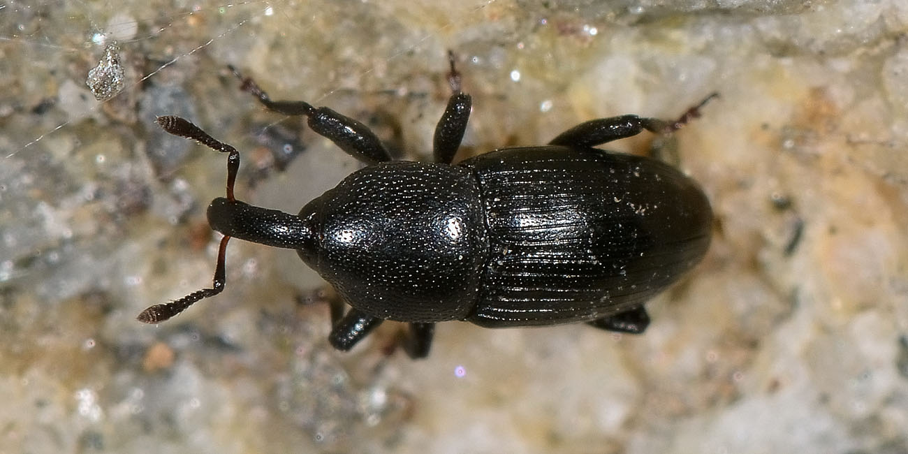 Melanobaris laticollis